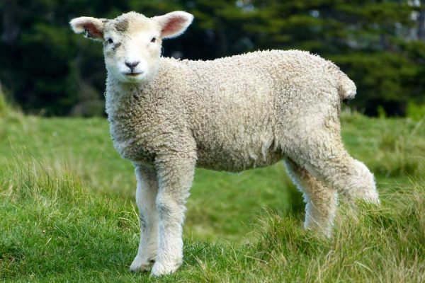 mantas lana ecológica lleida